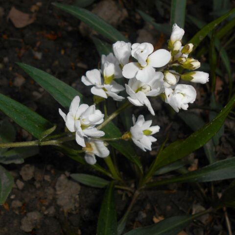 Arabis caucasica "Plena"