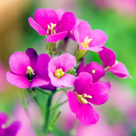 Arabis caucasica "Compinkie"