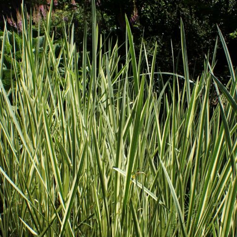 Acorus calamus "Variegatus"