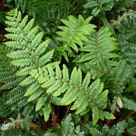 Polystichum polyblepharum