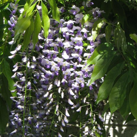 Wisteria floribunda "Naga Noda"