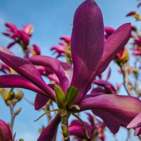 Magnolia "Susan"