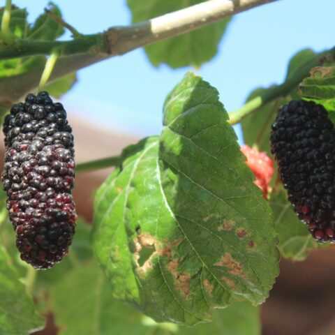 Morus nigra "Wellington"