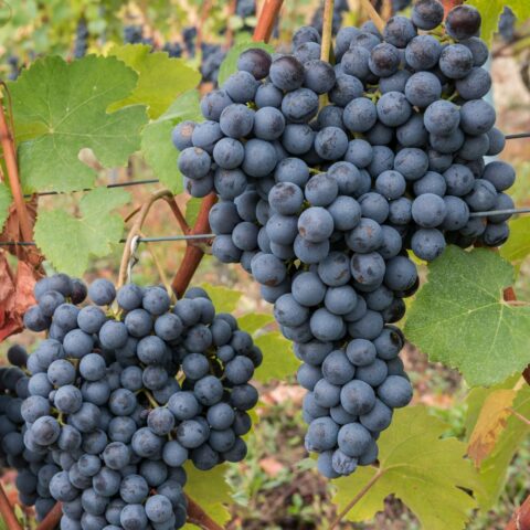 Uva da tavola nera "Regina"
