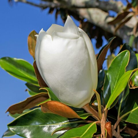 Magnolia grandiflora "Gallisoniensis"