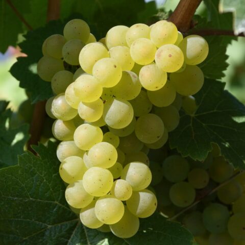 Uva da tavola bianca "Regina dei Vigneti"