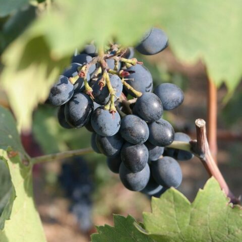 Uva da tavola nera "Pizzutello"