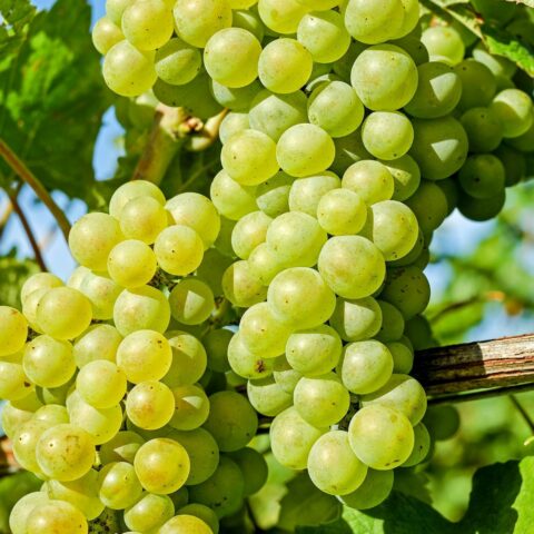 Uva da tavola bianca "Italia"