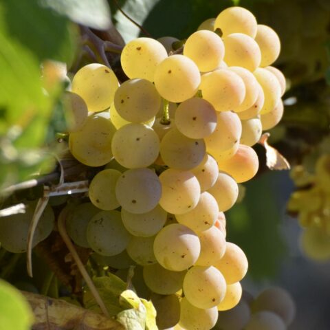 Uva da tavola bianca "Fragola"