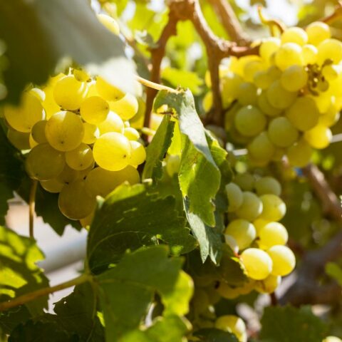 Uva da tavola bianca "Lilla"