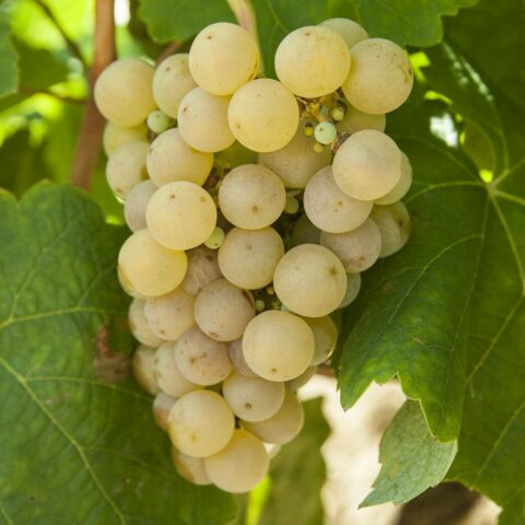Uva da tavola bianca "Moscato"
