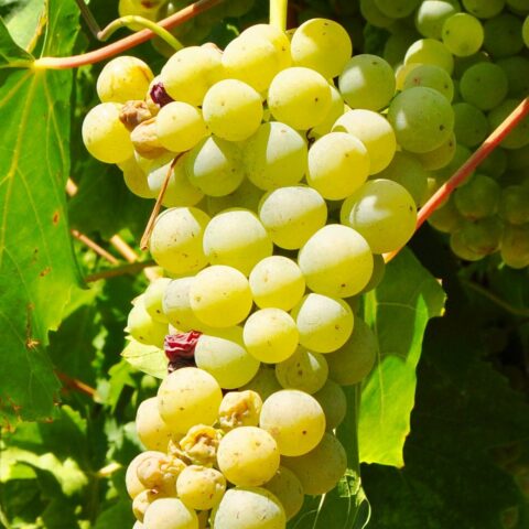 Uva da tavola bianca "Francese"