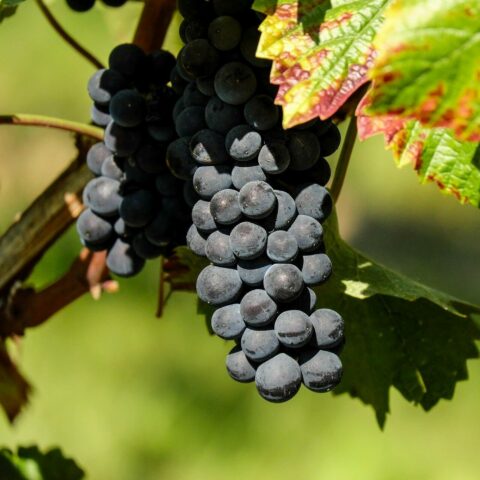 Uva da tavola nera "Fragola"
