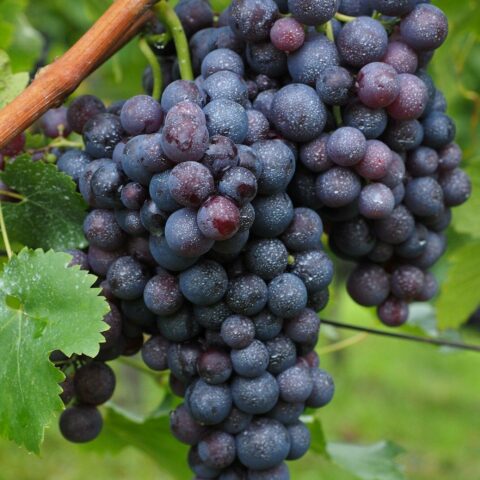 Uva da tavola nera "Muscat Bleu"