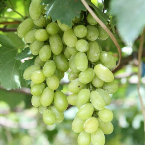 Uva da tavola bianca "Pizzutello"