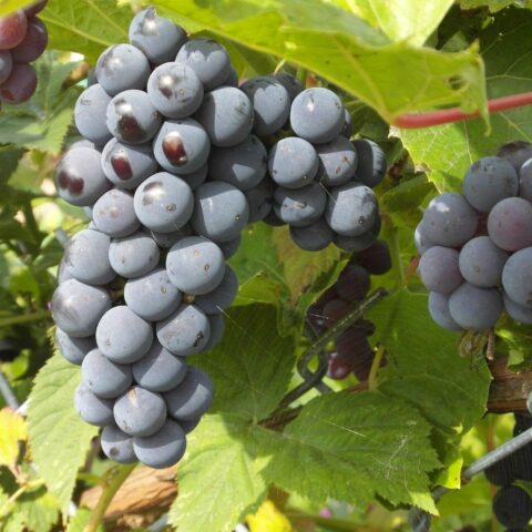 Uva da tavola nera "Moscato d'Amburgo"