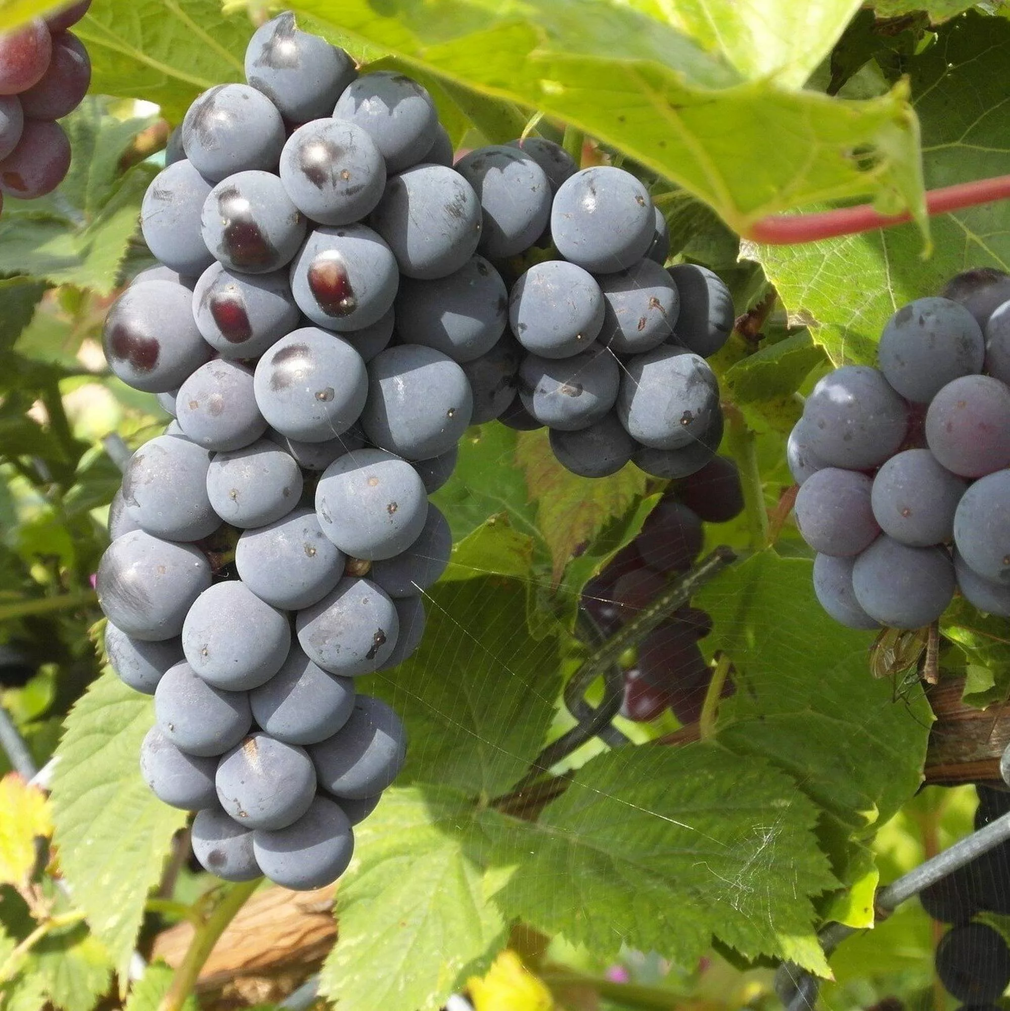 Uva da tavola nera "Moscato d'Amburgo"
