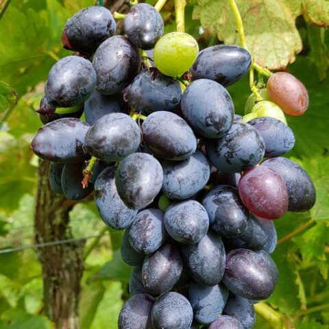Uva da tavola nera "Ner"