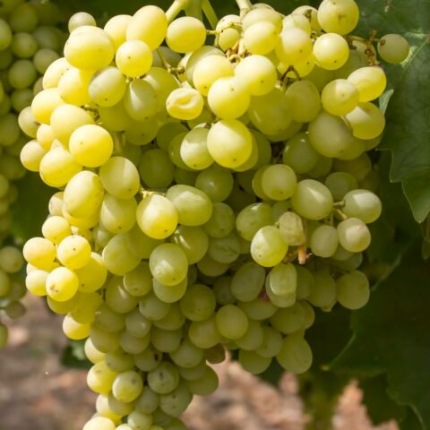 Uva da tavola bianca "Apirena"