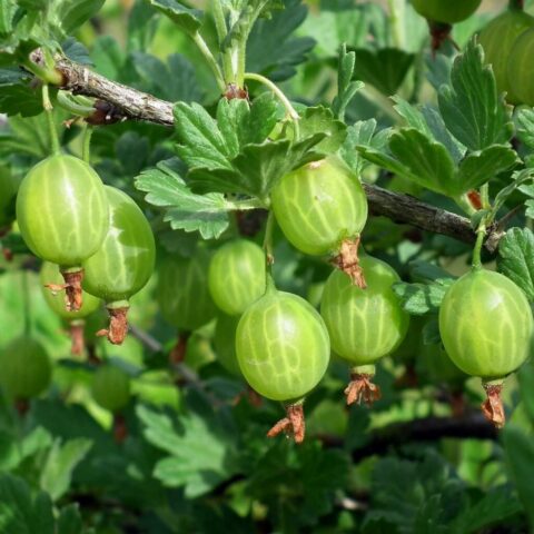 Uva spina Bianca "Hinnonmki Grn"