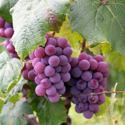 Uva da tavola rossa "Apirena"