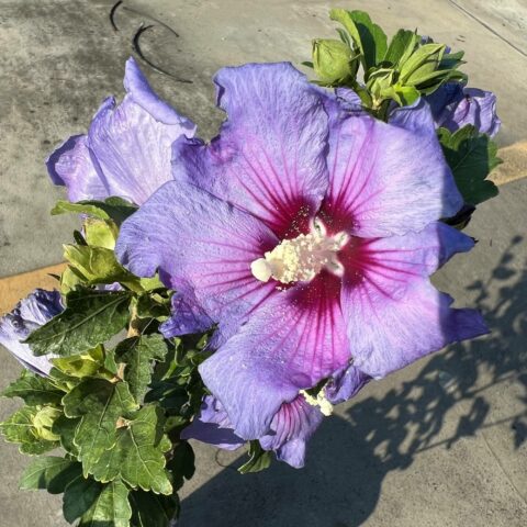 Hibiscus syriacus "Ultramarine"