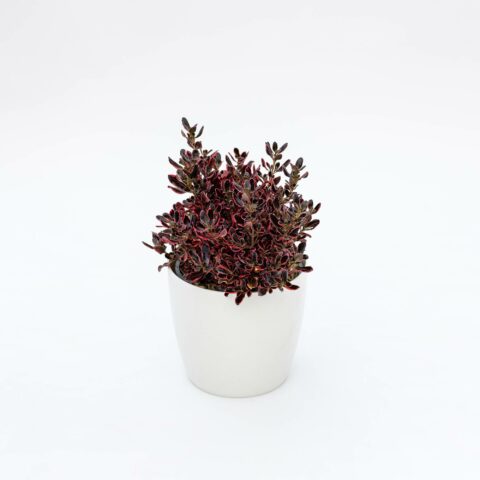Coprosma repens "Pacific Dawn"