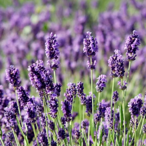 Lavandula angustifolia "Munstead"