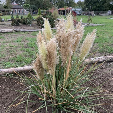 Cortaderia selloana "Tiny Pampa"