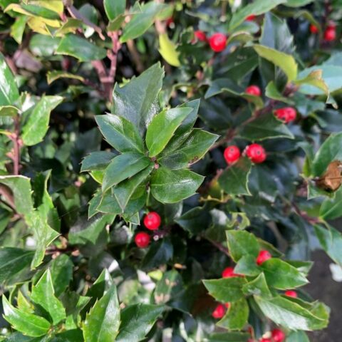 Ilex x meserveae "Blue Maid"