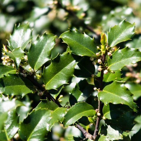 Ilex x meserveae "Heckenstar"