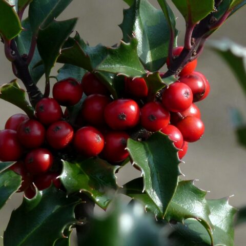 Ilex x meserveae "Blue Angel"