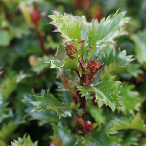 Ilex x meserveae "Little Rascal"