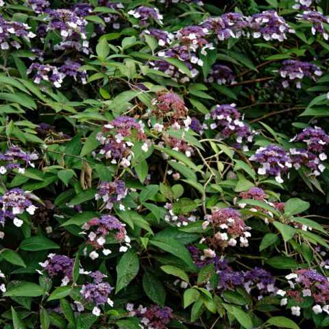 Hydrangea aspera "Villosa"