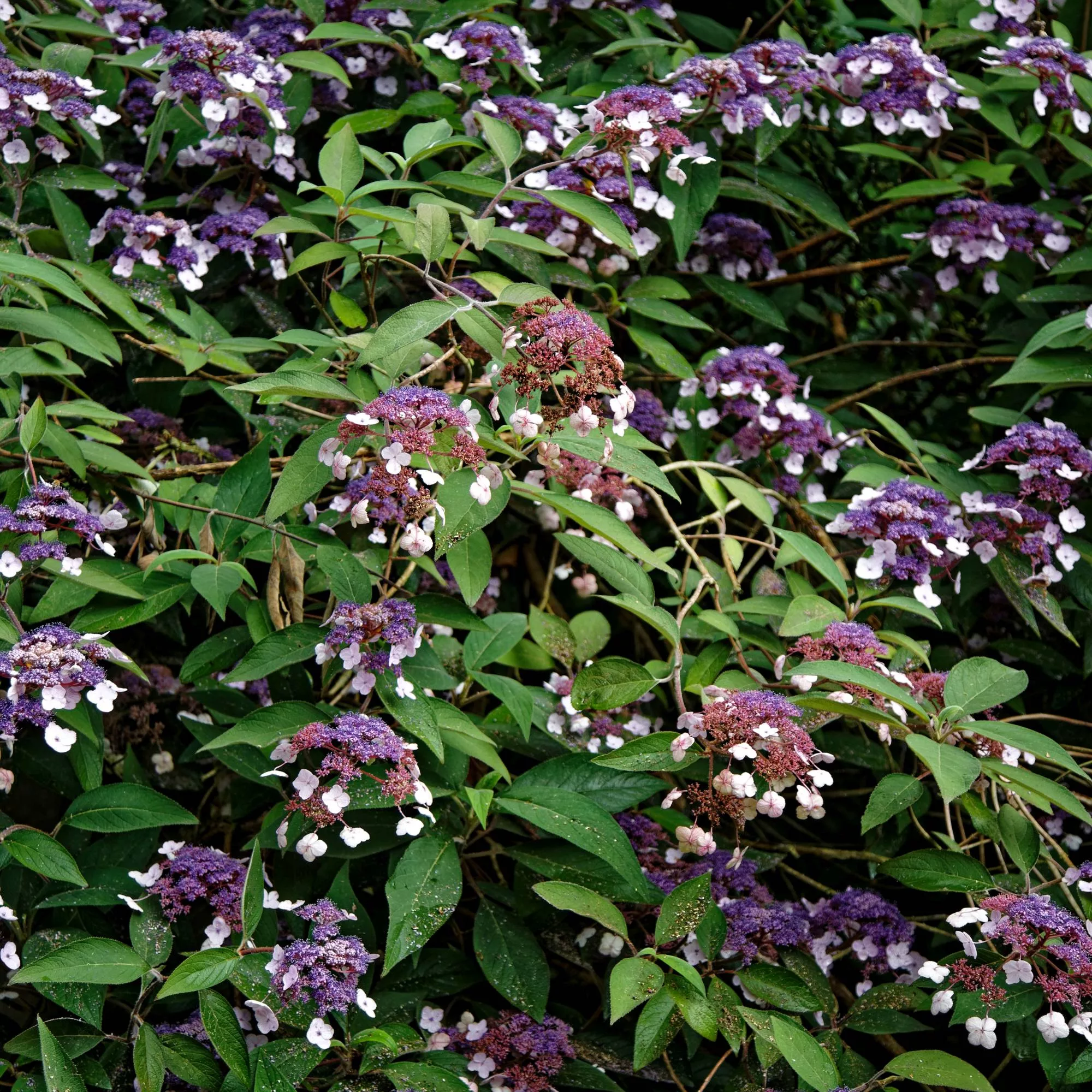 Hydrangea aspera "Villosa"