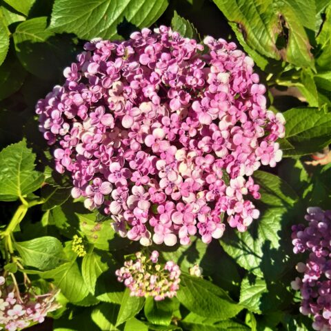 Hydrangea macrophylla "Ayesha"
