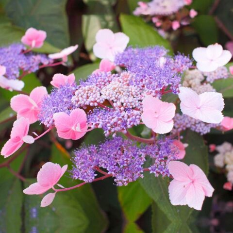 Hydrangea aspera "Hot Chocolate"