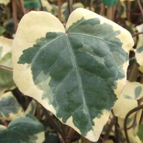 Hedera colchica "Dentata Variegata"