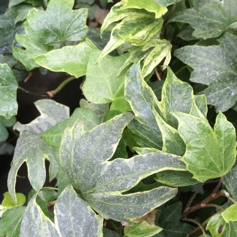 Hedera helix "White Ripple"