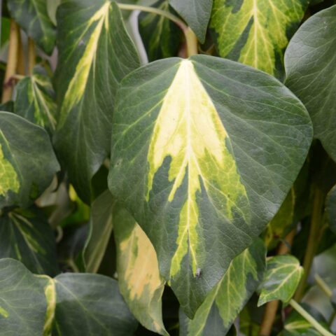 Hedera colchica "Sulphur Heart"