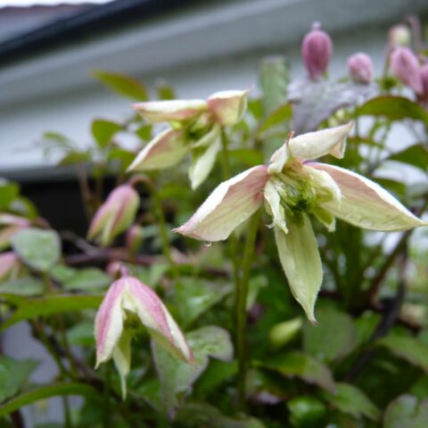 Clematis montana "Marjorie"