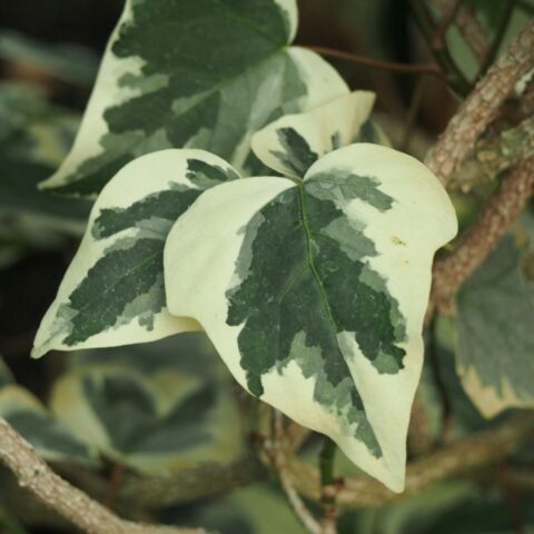Hedera algeriensis "Gloire de Marengo"
