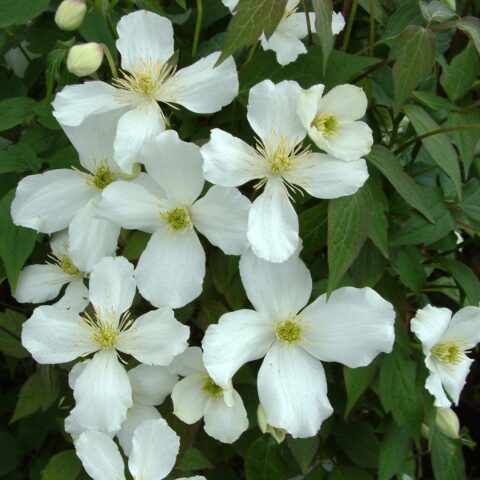 Clematis montana "Grandiflora"