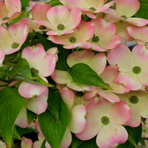 Cornus x rutgersensis "Stellar Pink"
