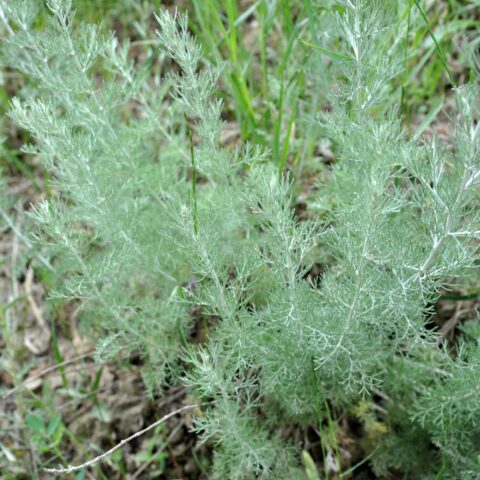 Artemisia caucasica