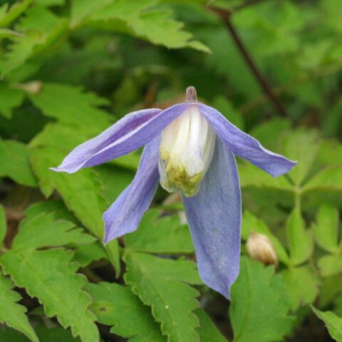 Clematis alpina
