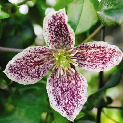 Clematis cirrhosa "Freckles"