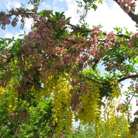 Laburnocytisus "Adamii"