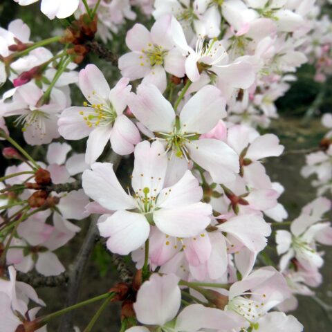 Prunus incisa "Kojo-no-mai"