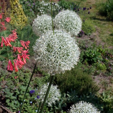 Allium "Mount Everest"